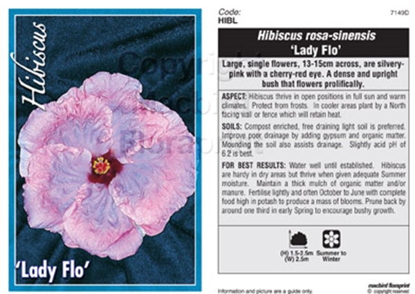 Picture of HIBISCUS LADY FLO                                                                                                                                     