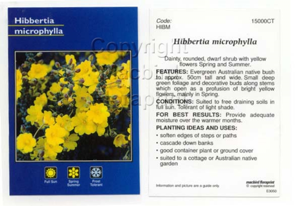 Picture of HIBBERTIA MICROPHYLLA                                                                                                                                 