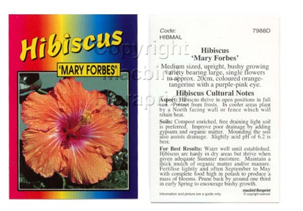 Picture of HIBISCUS MARY FORBES                                                                                                                                  