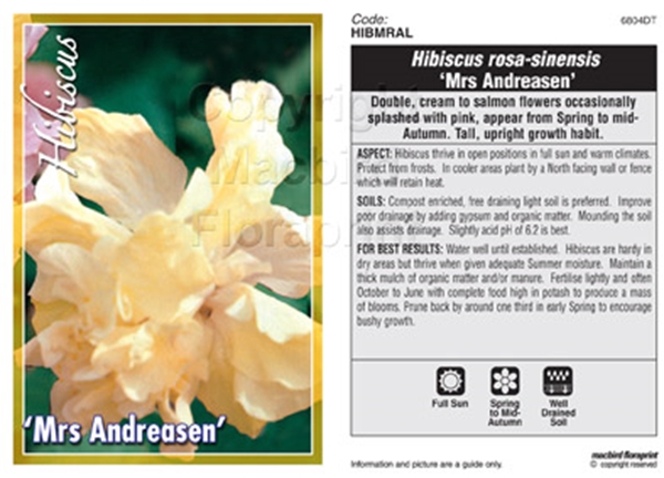 Picture of HIBISCUS MRS ANDREASEN                                                                                                                                