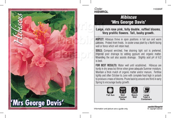 Picture of HIBISCUS MRS GEORGE DAVIS                                                                                                                             