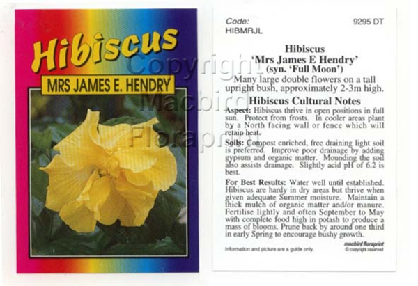 Picture of HIBISCUS MRS JAMES E HENDRY                                                                                                                           