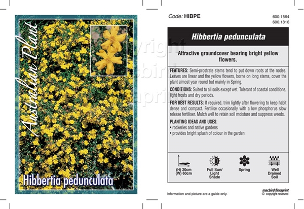 Picture of HIBBERTIA PEDUNCULATA                                                                                                                                 