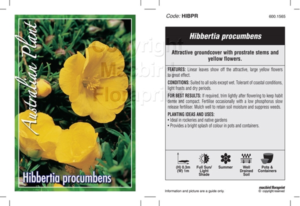 Picture of HIBBERTIA PROCUMBENS                                                                                                                                  