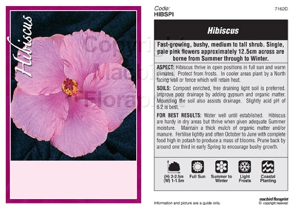 Picture of HIBISCUS SINGLE PINK (UNNAMED VARIETY)                                                                                                                