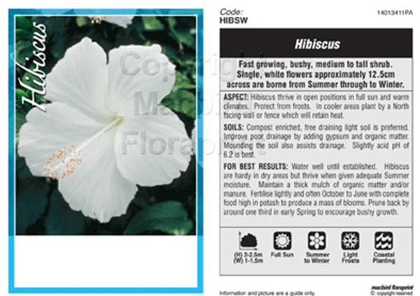 Picture of HIBISCUS SINGLE WHITE (UNNAMED VARIETY)                                                                                                               