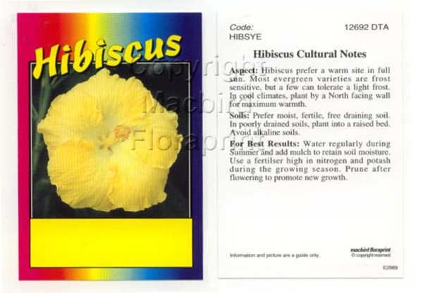 Picture of HIBISCUS SINGLE YELLOW (UNNAMED VARIETY)                                                                                                              