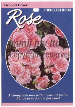 Picture of ROSE PINCUSHION (GROUNDCOVER)                                                                                                                         
