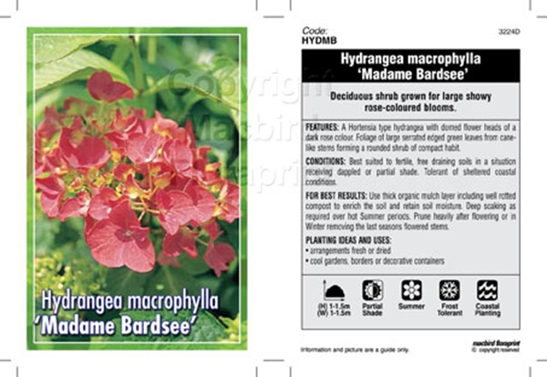 Picture of HYDRANGEA MACROPHYLLA MADAME BARDSEE                                                                                                                  