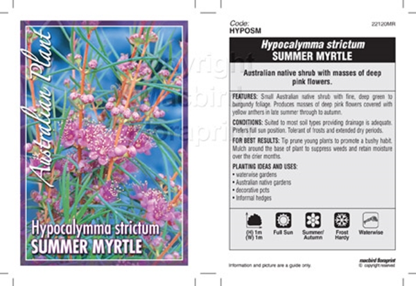 Picture of HYPOCALYMMA STRICTUM SUMMER MYRTLE                                                                                                                    