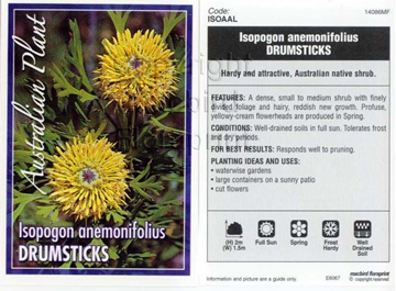 Picture of ISOPOGON ANEMONIFOLIUS DRUMSTICKS                                                                                                                     