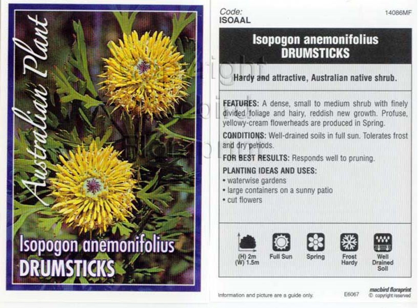 Picture of ISOPOGON ANEMONIFOLIUS DRUMSTICKS                                                                                                                     