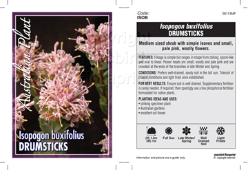 Picture of ISOPOGON BUXIFOLIUS DRUMSTICKS                                                                                                                        