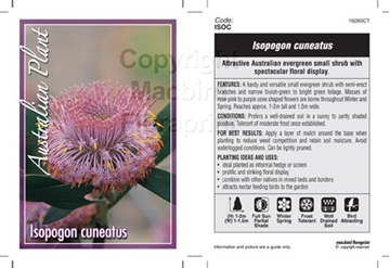 Picture of ISOPOGON CUNEATUS                                                                                                                                     