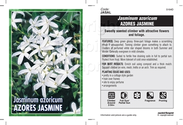 Picture of JASMINUM AZORICUM AZORES JASMINE                                                                                                                      