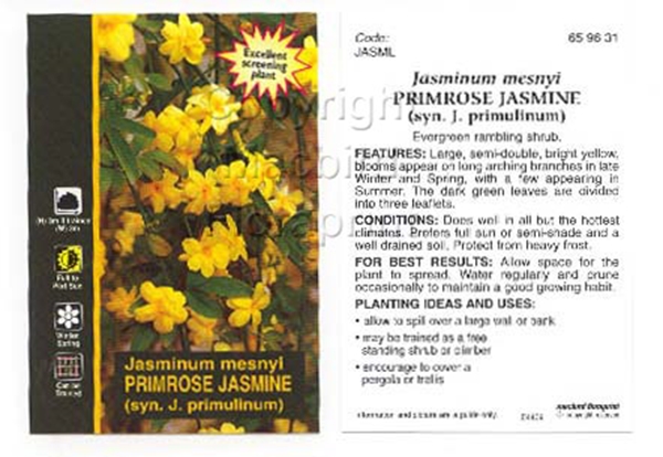 Picture of JASMINUM MESNYI                                                                                                                                       