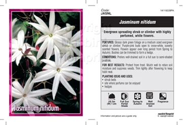 Picture of JASMINUM NITIDUM                                                                                                                                      