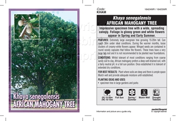 Picture of KHAYA SENEGALENSIS AFRICAN MAHOGANY TREE                                                                                                              