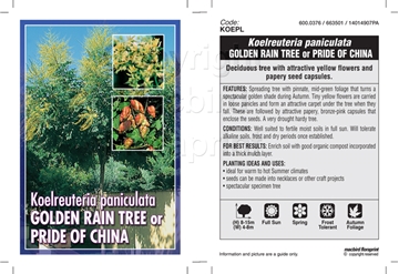 Picture of KOELREUTERIA PANICULATA GOLDEN RAIN TREE                                                                                                              