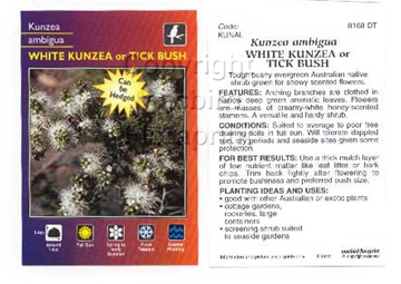 Picture of KUNZEA AMBIGUA                                                                                                                                        