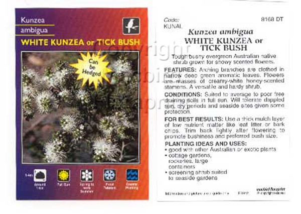 Picture of KUNZEA AMBIGUA                                                                                                                                        