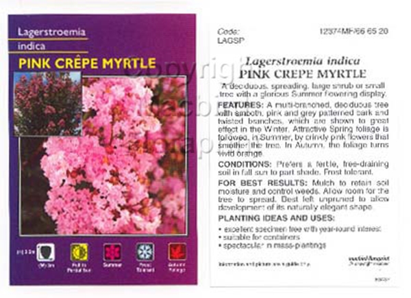 Picture of LAGERSTROEMIA PINK                                                                                                                                    