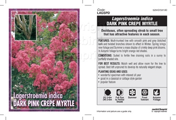 Picture of LAGERSTROEMIA DARK PINK                                                                                                                               