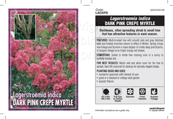 Picture of LAGERSTROEMIA DARK PINK                                                                                                                               
