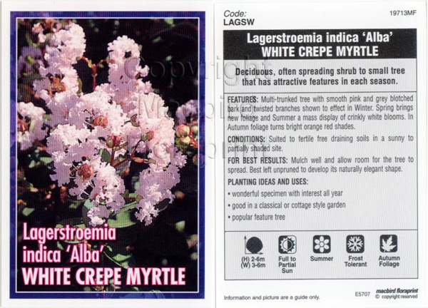 Picture of LAGERSTROEMIA WHITE                                                                                                                                   