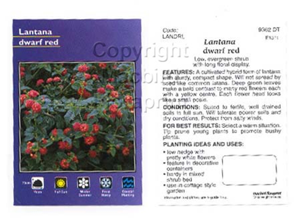 Picture of LANTANA DWARF RED                                                                                                                                     