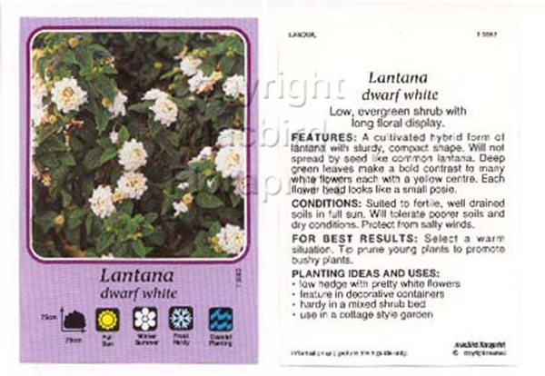 Picture of LANTANA DWARF WHITE                                                                                                                                   