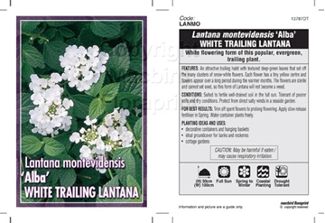 Picture of LANTANA MONTEVIDENSIS ALBA WHITE TRAILING LANTANA                                                                                                     