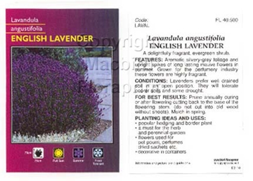 Picture of LAVANDULA ANGUSTIFOLIA ENGLISH LAVENDER                                                                                                               