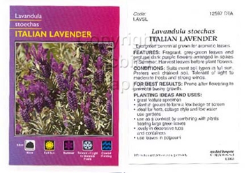 Picture of LAVANDULA STOECHAS ITALIAN LAVENDER                                                                                                                   