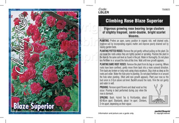 Picture of ROSE BLAZE SUPERIOR CLIMBING                                                                                                                          