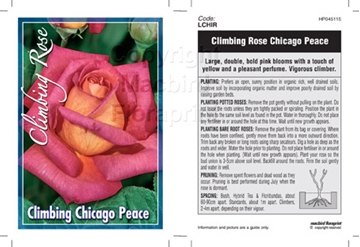 Picture of ROSE CHICAGO PEACE (CL)                                                                                                                               