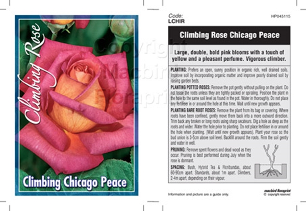 Picture of ROSE CHICAGO PEACE CLIMBING                                                                                                                           