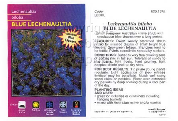 Picture of LECHENAULTIA BILOBA BLUE                                                                                                                              