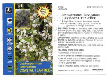 Picture of LEPTOSPERMUM LAEVIGATUM COASTAL TEA TREE                                                                                                              