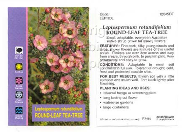 Picture of LEPTOSPERMUM ROTUNDIFOLIUM ROUND LEAF TEA TREE                                                                                                        