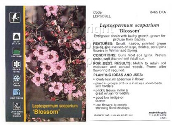 Picture of LEPTOSPERMUM SCOPARIUM BLOSSOM                                                                                                                        