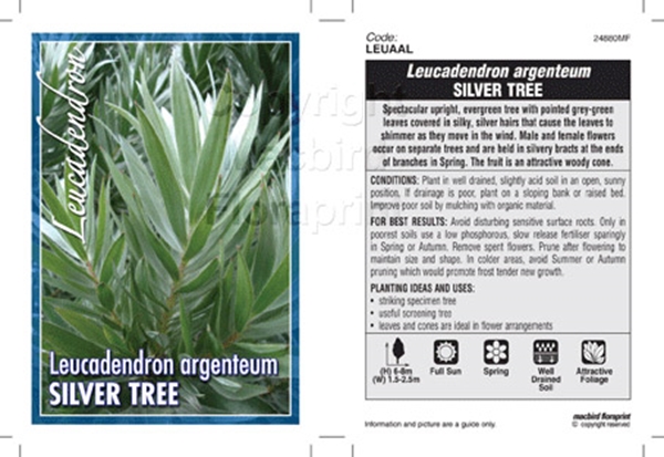 Picture of LEUCADENDRON ARGENTEUM SILVER TREE                                                                                                                    