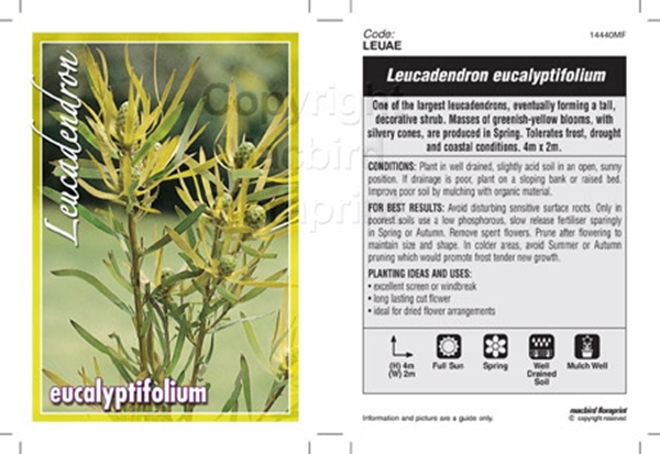 Picture of LEUCADENDRON EUCALYPTIFOLIUM                                                                                                                          