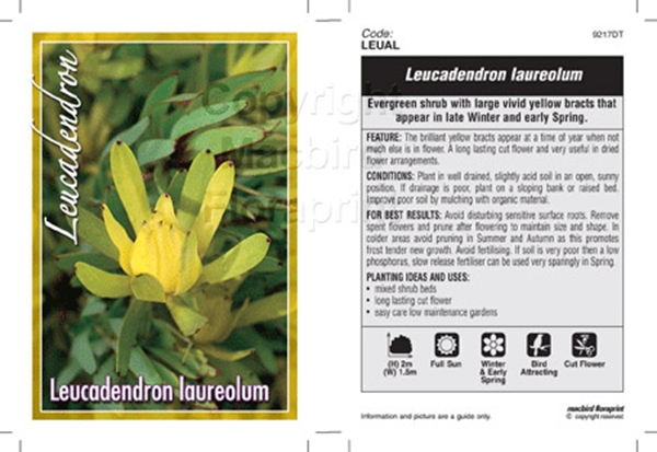 Picture of LEUCADENDRON LAUREOLUM                                                                                                                                