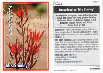 Picture of LEUCADENDRON MRS STANLEY                                                                                                                              