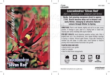 Picture of LEUCADENDRON SILVAN RED                                                                                                                               