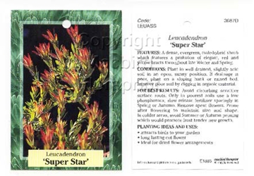 Picture of LEUCADENDRON SUPER STAR                                                                                                                               