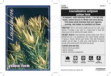 Picture of LEUCADENDRON SALIGNUM YELLOW FORM                                                                                                                     