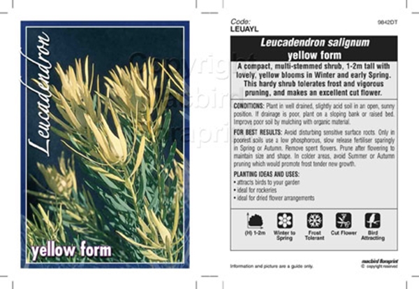 Picture of LEUCADENDRON SALIGNUM YELLOW FORM                                                                                                                     