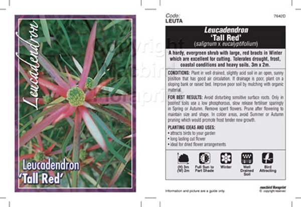 Picture of LEUCADENDRON TALL RED                                                                                                                                 